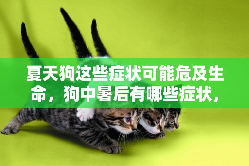 夏天狗這些癥狀可能危及生命，狗中暑后有哪些癥狀，該如何防治？