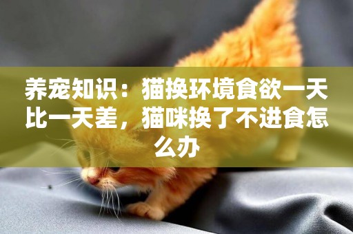 養寵知識：貓換環境食欲一天比一天差，貓咪換了不進食怎么辦