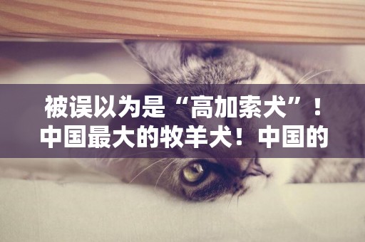 被誤以為是“高加索犬”！中國最大的牧羊犬！中國的勇士如今稀少