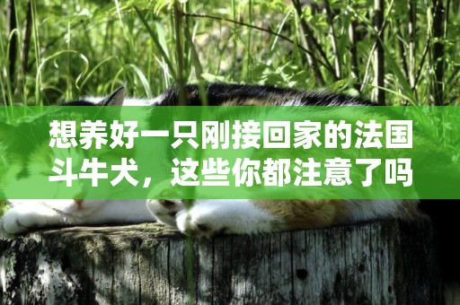 想養好一只剛接回家的法國斗牛犬，這些你都注意了嗎