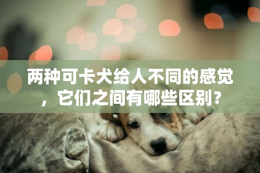 兩種可卡犬給人不同的感覺，它們之間有哪些區別？