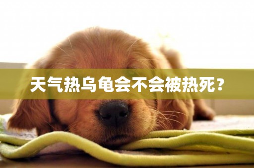 天氣熱烏龜會不會被熱死？