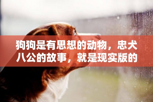 狗狗是有思想的動物，忠犬八公的故事，就是現實版的忠犬