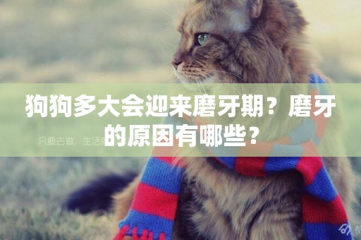 狗狗多大會迎來磨牙期？磨牙的原因有哪些？