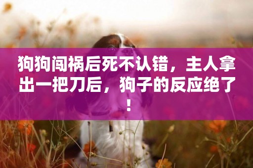 狗狗闖禍后死不認錯，主人拿出一把刀后，狗子的反應絕了！