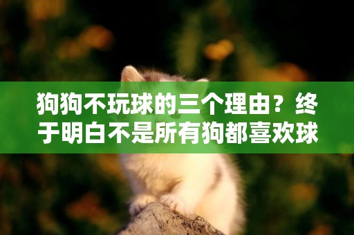 狗狗不玩球的三個理由？終于明白不是所有狗都喜歡球