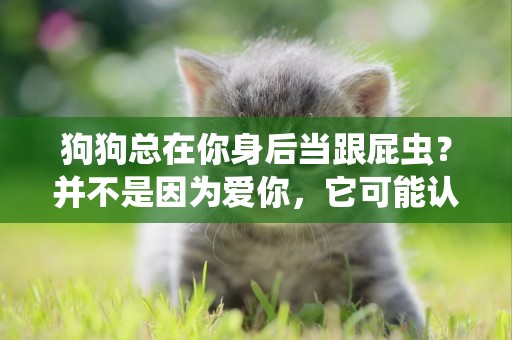 狗狗總在你身后當跟屁蟲？并不是因為愛你，它可能認為自己在工作