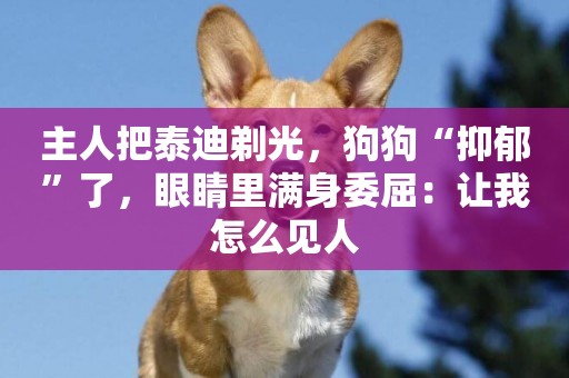 主人把泰迪剃光，狗狗“抑郁”了，眼睛里滿身委屈：讓我怎么見人