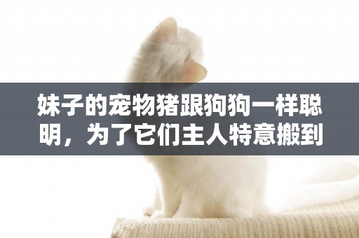 妹子的寵物豬跟狗狗一樣聰明，為了它們主人特意搬到郊區！