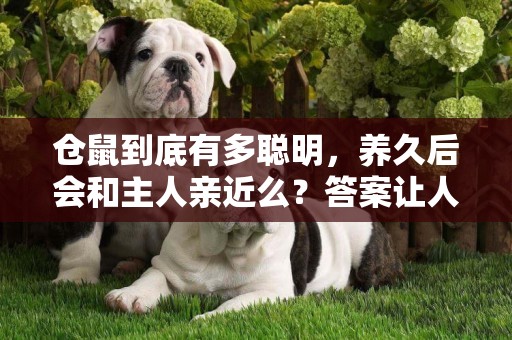 倉鼠到底有多聰明，養久后會和主人親近么？答案讓人意想不到