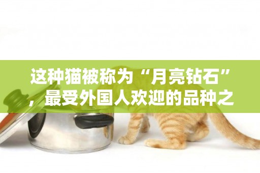 這種貓被稱為“月亮鉆石”，最受外國人歡迎的品種之一！