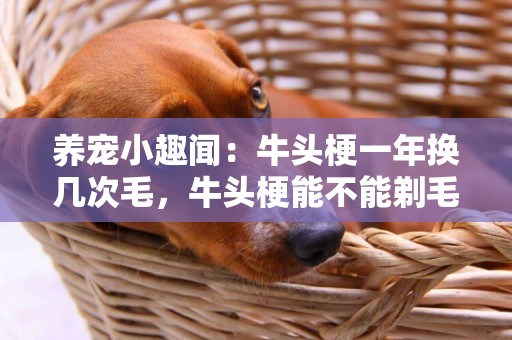 養寵小趣聞：牛頭梗一年換幾次毛，牛頭梗能不能剃毛