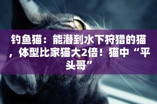 釣魚貓：能潛到水下狩獵的貓，體型比家貓大2倍！貓中“平頭哥”
