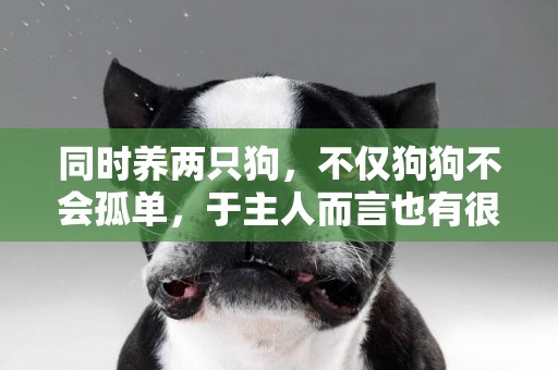 同時養兩只狗，不僅狗狗不會孤單，于主人而言也有很多好處哦！