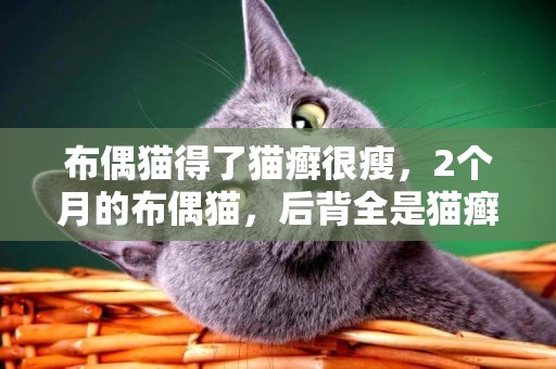 布偶貓得了貓癬很瘦，2個月的布偶貓，后背全是貓癬