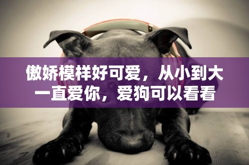 傲嬌模樣好可愛，從小到大一直愛你，愛狗可以看看