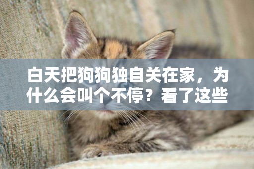 白天把狗狗獨自關在家，為什么會叫個不停？看了這些就知道