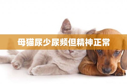 母貓尿少尿頻但精神正常