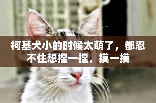 柯基犬小的時候太萌了，都忍不住想捏一捏，摸一摸