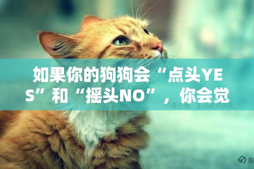 如果你的狗狗會“點頭YES”和“搖頭NO”，你會覺得驚訝么？