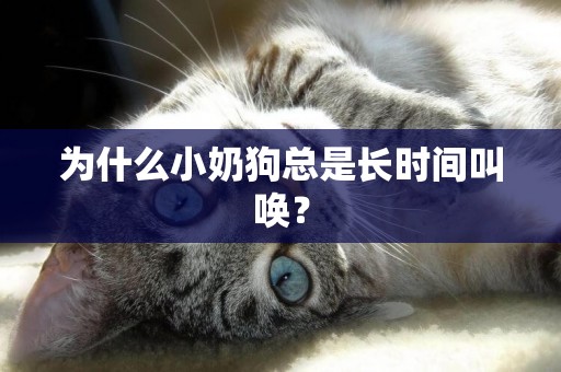 為什么小奶狗總是長時間叫喚？