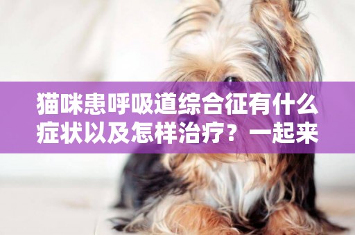 貓咪患呼吸道綜合征有什么癥狀以及怎樣治療？一起來看看吧！