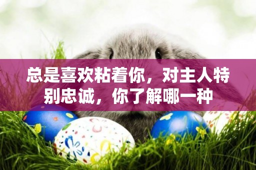 總是喜歡粘著你，對主人特別忠誠，你了解哪一種
