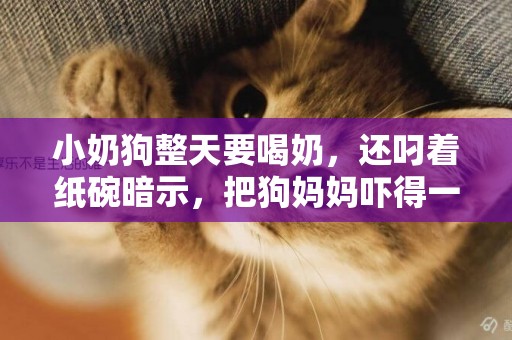 小奶狗整天要喝奶，還叼著紙碗暗示，把狗媽媽嚇得一直跑