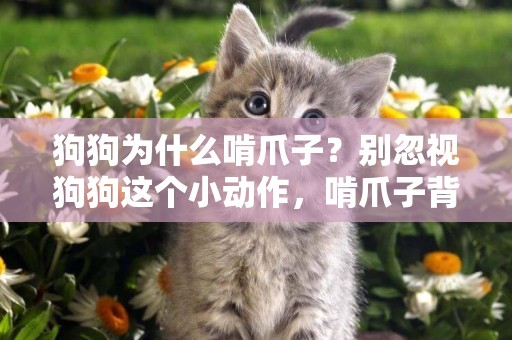 狗狗為什么啃爪子？別忽視狗狗這個小動作，啃爪子背后原因不簡單