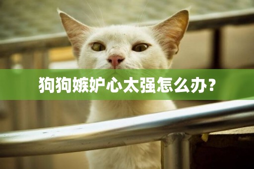 狗狗嫉妒心太強怎么辦？
