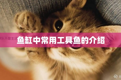 魚缸中常用工具魚的介紹
