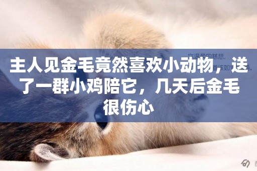主人見金毛竟然喜歡小動物，送了一群小雞陪它，幾天后金毛很傷心