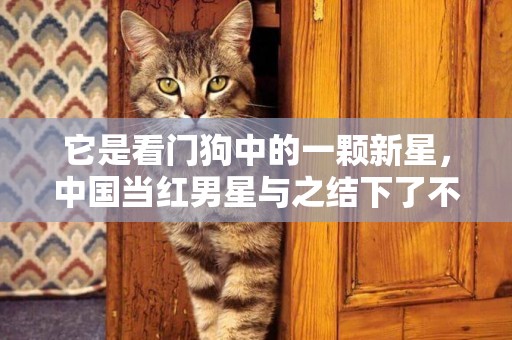 它是看門狗中的一顆新星，中國當紅男星與之結下了不解之緣
