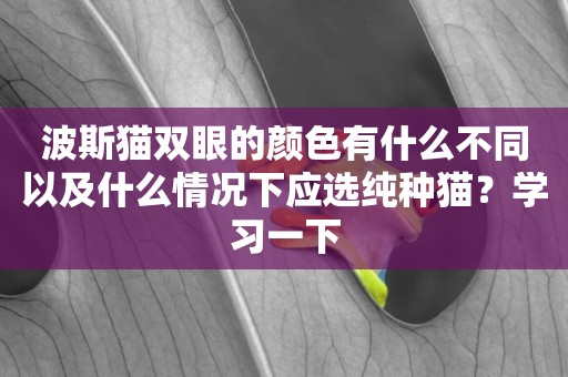 波斯貓雙眼的顏色有什么不同以及什么情況下應選純種貓？學習一下