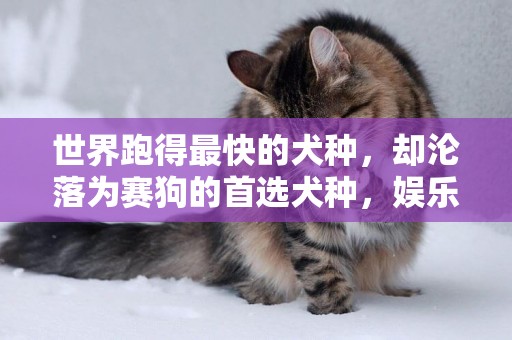 世界跑得最快的犬種，卻淪落為賽狗的首選犬種，娛樂下的殘酷***