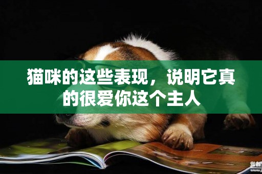貓咪的這些表現，說明它真的很愛你這個主人