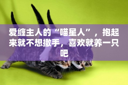愛纏主人的“喵星人”，抱起來就不想撒手，喜歡就養一只吧