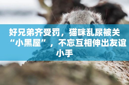 好兄弟齊受罰，貓咪亂尿被關“小黑屋”，不忘互相伸出友誼小手