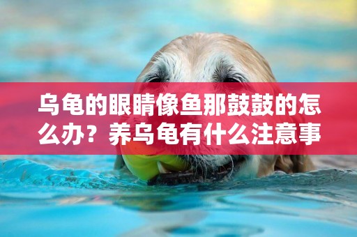 烏龜的眼睛像魚那鼓鼓的怎么辦？養烏龜有什么注意事項？