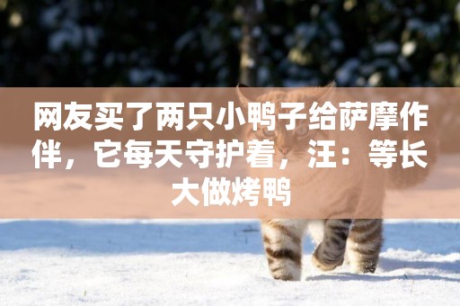 網友買了兩只小鴨子給薩摩作伴，它每天守護著，汪：等長大做烤鴨
