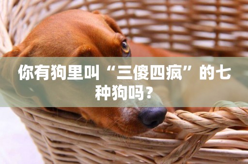 你有狗里叫“三傻四瘋”的七種狗嗎？
