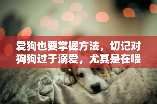 愛狗也要掌握方法，切記對狗狗過于溺愛，尤其是在喂食方面！
