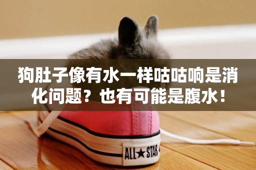 狗肚子像有水一樣咕咕響是消化問題？也有可能是腹水！