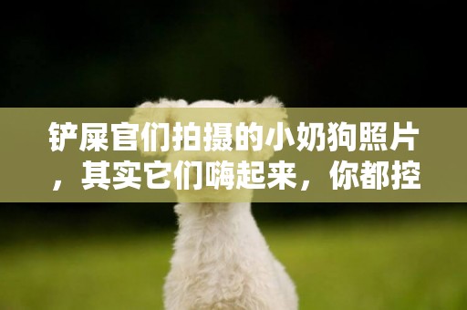 鏟屎官們拍攝的小奶狗照片，其實它們嗨起來，你都控制不住