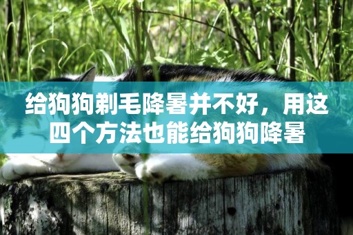 給狗狗剃毛降暑并不好，用這四個方法也能給狗狗降暑