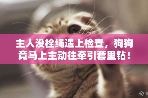 主人沒栓繩遇上檢查，狗狗竟馬上主動往牽引套里鉆！