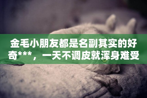 金毛小朋友都是名副其實的好奇***，一天不調皮就渾身難受