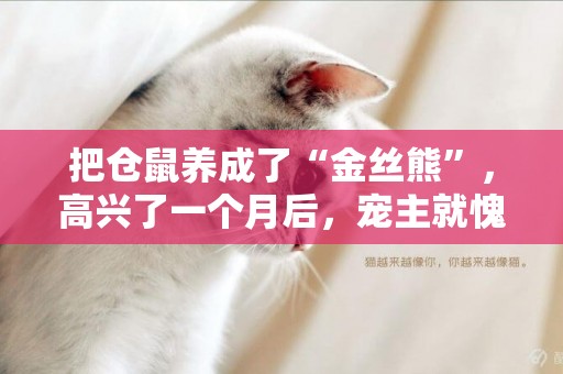 把倉鼠養成了“金絲熊”，高興了一個月后，寵主就愧疚了