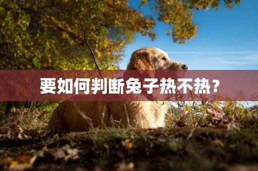 要如何判斷兔子熱不熱？