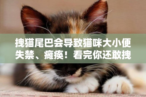 拽貓尾巴會導致貓咪大小便失禁、癱瘓！看完你還敢拽嗎？